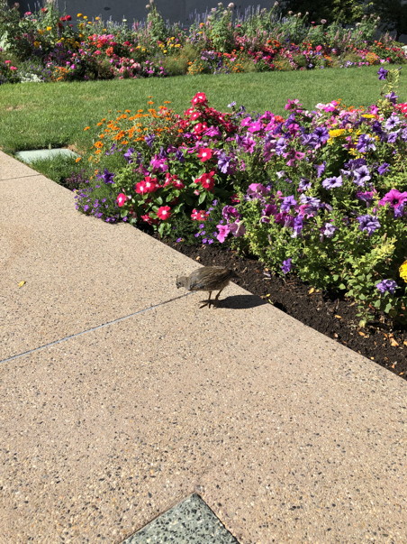 A bird pecking around a garden with a variety of flowers