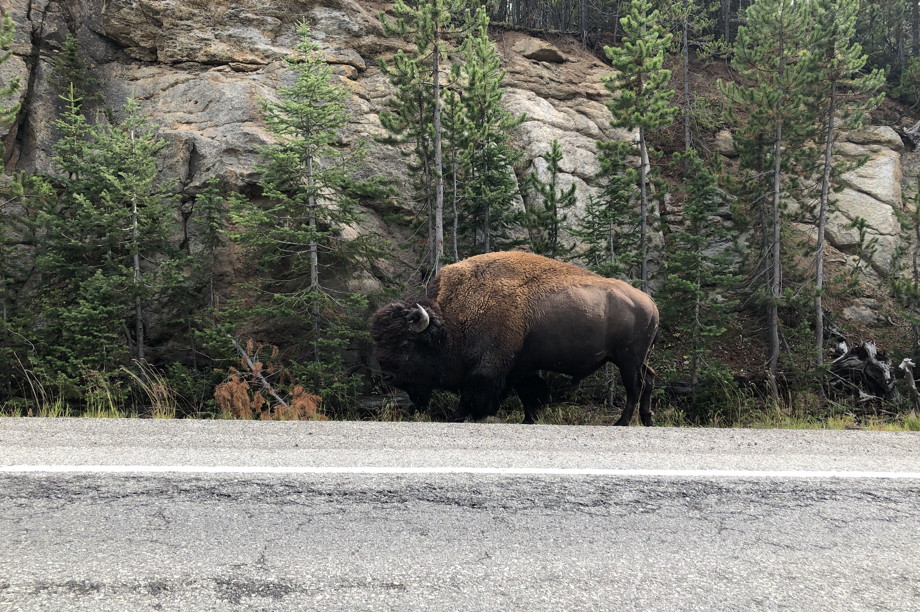 Enormous bison walking along the highway.