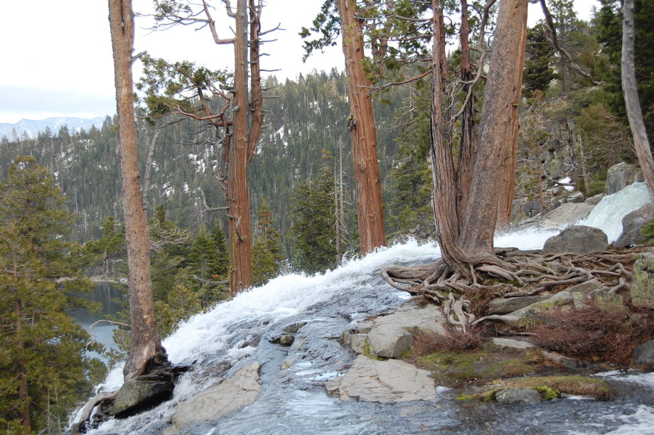 Trees appearing to grow out of rocks, as frothy water rushes down a hill into a bay down below