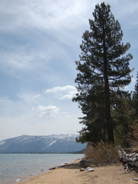 Big pine trees, yellow-brown sand, and the pristine water of Lake Tahoe