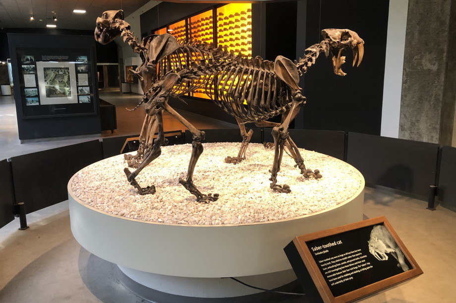 The skeleton of a large feline with enormous fangs on a museum display pedestal