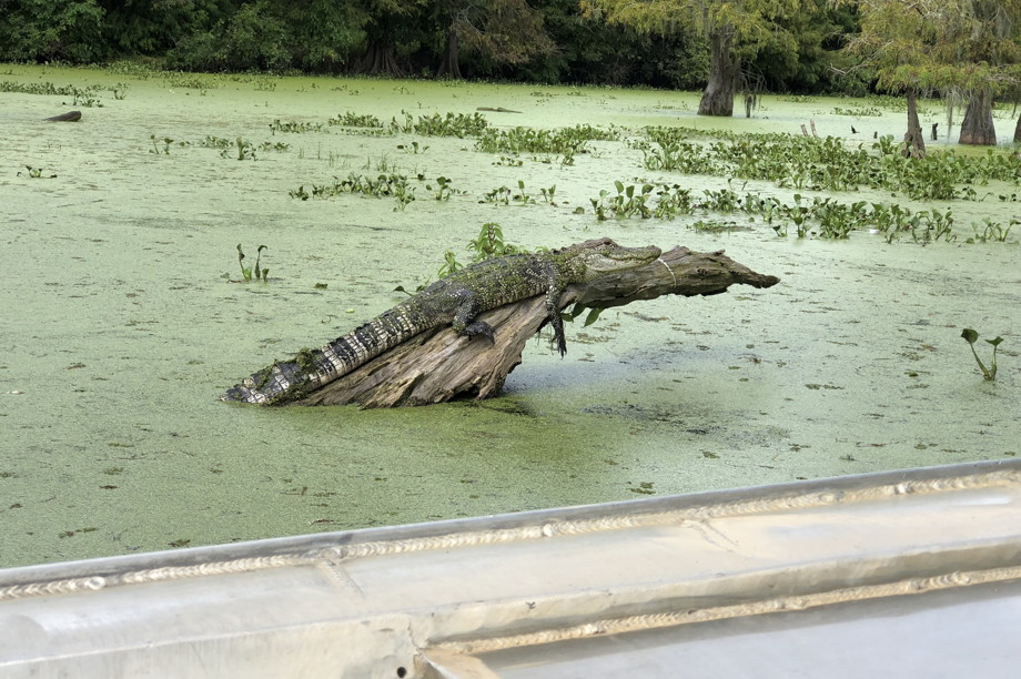 An alligator sunning itself on a log in green waters