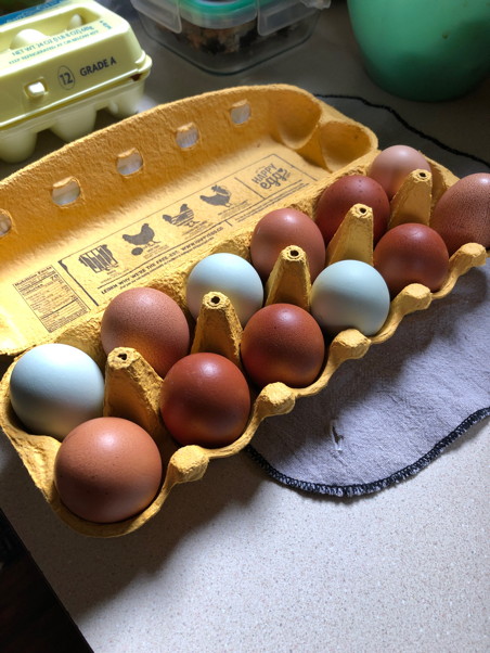 Carton of eggs: light blue, light brown, dark brown