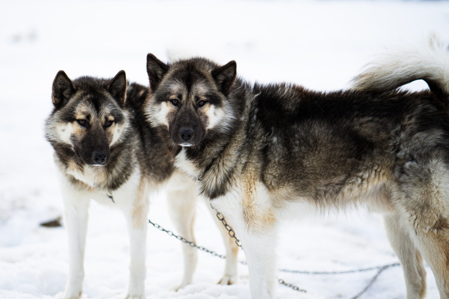 Two dogs with thick black and white coats in the snow, one is staring at the camera